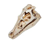 Cabilock Simulated Dinosaur Skull Model Resin Collectible Ornament for Home Decor Realistic Skull Specimen Display for Teaching and Collecting for Enthusiasts