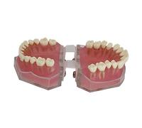 Cabilock Standard Teaching Model Removable Full Mouth Anatomical Teeth Model for Study Demonstration and Practice Realistic Oral Simulation for Education and Patient