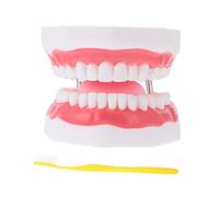Cabilock Teeth Model with Toothbrush Enlarged Oral Cavity Educational Plaything for Motor Skill Development Teaching Kit for Hand Eye Coordination and Brushing Practice