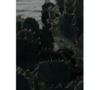 Cacti by the Sea: 300 pages, lined