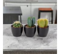 Cactus Mied 5.5Cm 3 Pots Easy Care Cacti Collection For Indoor Spaces Garden Plant