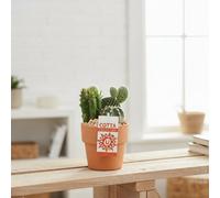 Cactus Mixed Ceramic Terracotta Pot Size 10 Cm Transport Height 25 Indoor Houseplant