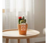 Cactus Mixed Ent Ceramic Terracotta Pot Size 10 Cm Transport Height 25 Indoor Houseplant