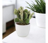 Cactus Opuntia Microdasys Albispina - Bunny Ears Cactus in 10.5cm Pot - Ceramic White