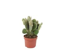 Cactus Opuntia Microdasys Albispina - Bunny Ears Cactus in 10.5cm Pot - No Container