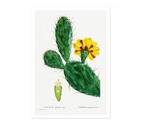 Cactus Opuntia Tuna Pierre Joseph Redoute Poster, Vintage Botanical Prints, Encyclopedia Retro Illustration Wall Art Plants Pictures, Bedroom Home Decor, A5 (Print Only) - 21x14.8cm