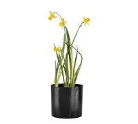 Cactus Plant Pot Round Plastic Pots Cylinder Modern Decorative Small Medium (15cm, Black)