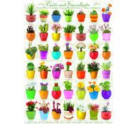 Cactus & Succulents