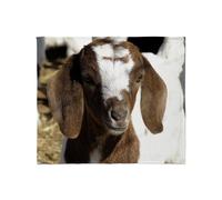 CafePress Cute Kid Goat Throw Blanket Super Soft Fleece Plush Throw Blanket, 60"x50"