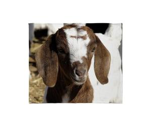 CafePress Cute Kid Goat Throw Blanket Super Soft Fleece Plush Throw Blanket, 60"x50"