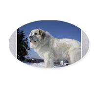 CafePress Great Pyrenees Oval Bumper Sticker, Euro Oval Car Decal