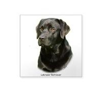 CafePress Labrador Retriever 9A054D 23A Sticker Square Bumper Sticker Car Decal
