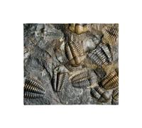 CafePress Trilobite Fossils Throw Blanket Super Soft Fleece Plush Throw Blanket, 60"x50"