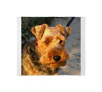 CafePress Welsh Terrier Throw Blanket Super Soft Fleece Plush Throw Blanket, 60"x50"