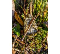 Cage feeder Korum Camo River Method Vert 120 g