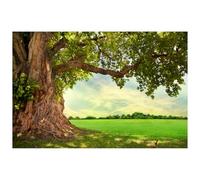 Caheansi 5x3 ft Old Huge Tree Backdrop Spring Summer Rural Field Nature Scenery Phtography Backdrop for Baby Shower Birthday Party Decorations Banner Wallpaper Photo Booth Props