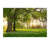 Caheansi 5x3 ft Spring Backdrop Rural Forest Huge Trees Flowers Nature Scenery Phtography Backdrop for Baby Shower Birthday Party Decorations Banner Wallpaper Photo Booth Props