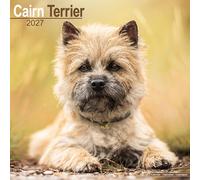 Cairn Terrier