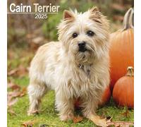 Cairn Terrier 2025 Square Wall Calendar NEW