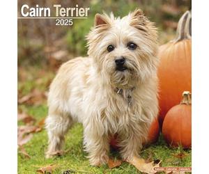 Cairn Terrier 2025 Square Wall Calendar | Dog Breed Calendar