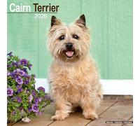 Avonside Publishing - Wall Calendar - Cairn Terrier 2026 - Square, 16-Month, Plastic-Free Packaging