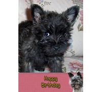 Cairn Terrier Birthday Card