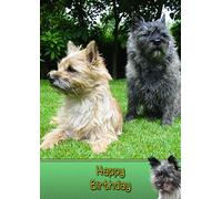 Cairn Terrier Birthday Card