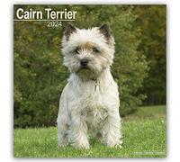 Cairn Terrier Calendar 2024 | Square Dog Breed Wall Calendar - 16 Month