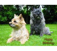Cairn Terrier Dog Birthday Card