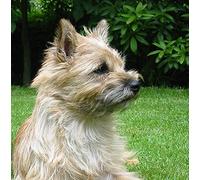 Cairn Terrier Dog Greeting Card Square - Gift Idea Special Occasion Blank Inside with Envelope Premium Unique Design Animal Cute Illustrated Wildlife Quality Included UK Designed
