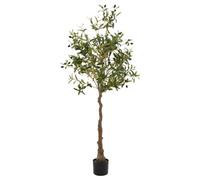 Calabria Olive Tree