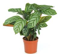 Calathea Compact Star (12cm)