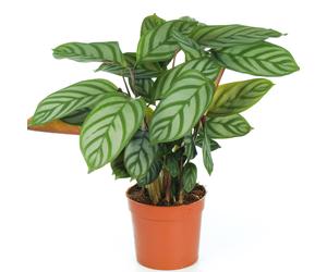 Calathea Compact Star (12cm)