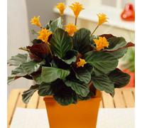 Calathea Crocata Houseplant - Vibrant 'Eternal Flame' Indoor Plant Potted 14cm