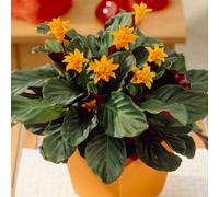 Calathea Crocata Indoor Plant - 'Eternal Flame' Indoor Office Shrub In 14cm Pot