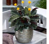 Calathea Crocata Indoor Shrub - Colourful Decorative Live Houseplant Potted 14cm