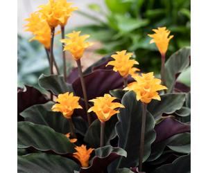 Calathea Crocata Plant - Live Eternal Flame Shrub Indoor Houseplant In 14cm Pot