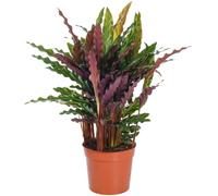 Calathea Elgergrass (12cm)