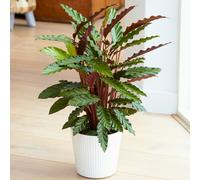 Calathea Elgergrass (12cm) V2