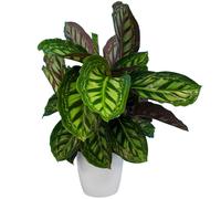 Calathea Flamestar (14cm)