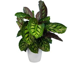 Calathea Flamestar (14cm)