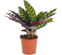 Calathea Insignis (14cm)