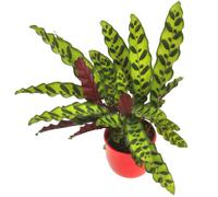 Calathea Insignis (14cm) V2