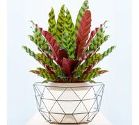 Calathea Insignis (14cm) V3