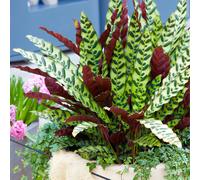 Calathea Insignis (14cm) V4