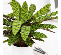 Calathea Insignis (14cm) V5