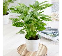 Calathea Leopardina 12cm V1