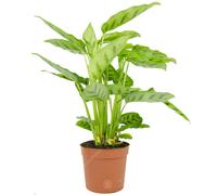 Calathea Leopardina Prayer Plant Live Decorative Indoor Houseplant In 12Cm Pot