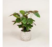 Calathea Makoyana - Peacock Indoor Plant