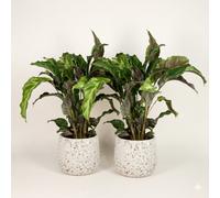 Calathea Makoyana - Peacock Indoor Plant Pack Of 2